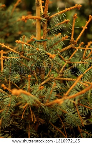 Saplings of pine, spruce, fir, sequoia and other coniferous trees in pots in plant nursery. Shop of plants, garden store. Close up picture.