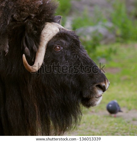 portrait of an angry musk ox with big horns