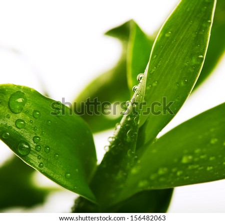 lucky bamboo with water drops isolated on white background
