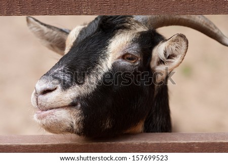 black goat in zoo