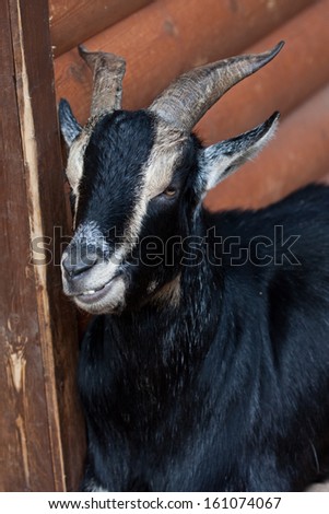 black goat in zoo