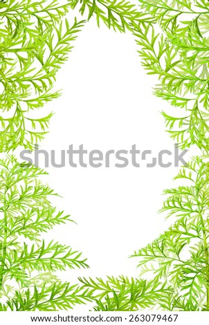 frame green herbs  on white background