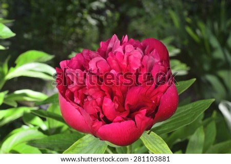big red peony in garden  (aroma of peony petals )