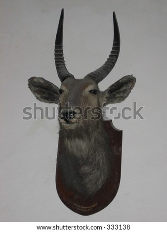 deer head on wall