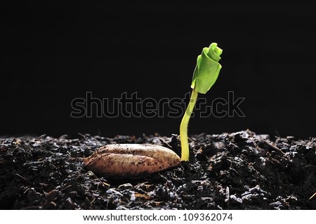 young plant growing from seed