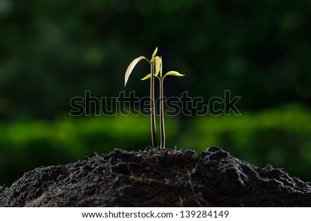 Young plant new life.(mango tree)