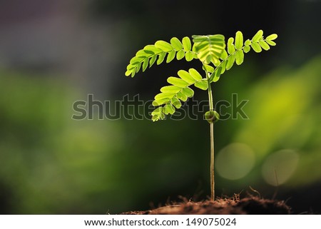 Young plant new life
