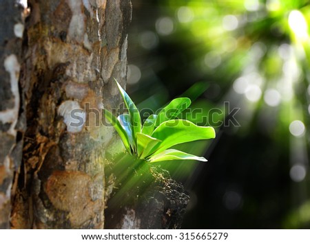 Small plant growing on a big tree trunk touched by rays of the sun