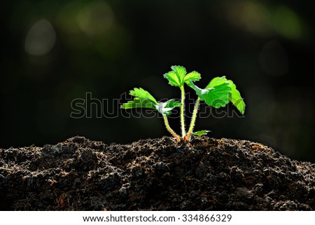 Young plant in the morning light ( Strawberry plant )