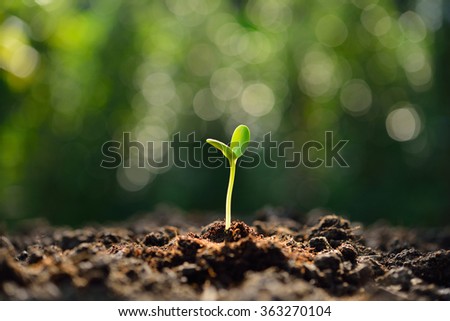 Green sprout growing out from soil in the morning light