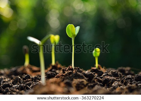 Group of green sprouts growing out from soil