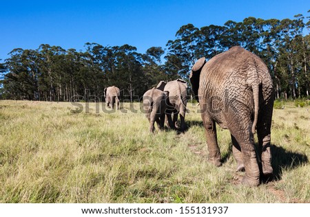 Elephants following each other at Knysna rescue centre South Africa. The Park offers a rare and exciting opportunity to get close to these gentle giants.