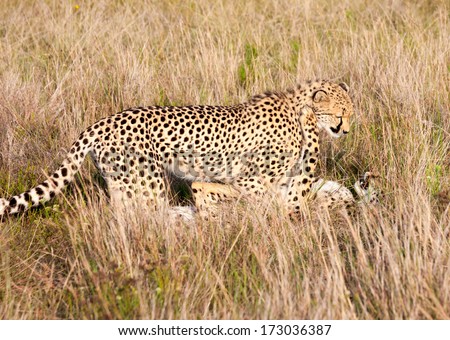 2 Cheetahs playing in the grass in a South African Wildlife Reserve
