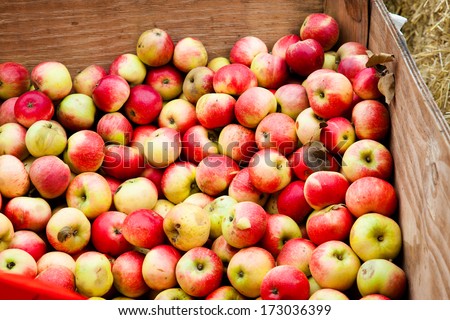 Apples in a crate ready to be used for cider