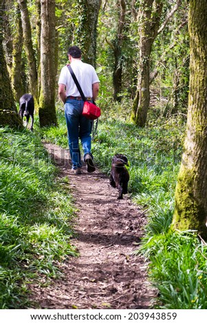 Middle age man walking two dogs, a Great Dane and cocker spaniel through the woods in Devon, UK, carrying a camera bag on his shoulder