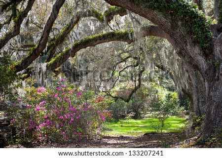 Charleston South Carolina Sunny Spring Scenic Live Oaks, Blooming Azalea, and Spanish Moss