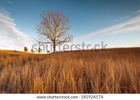 Virginia Grassland Lone Tree Winter Landscape at Manassas National Battlefield Park