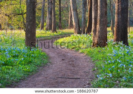 Bull Run Occoquan National Recreational Trail during the Spring Seasonal Virginia Bluebell Wildflower Blossom