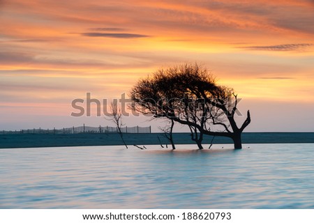 Folly Beach Charleston South Carolina Lone Tree Sunrise