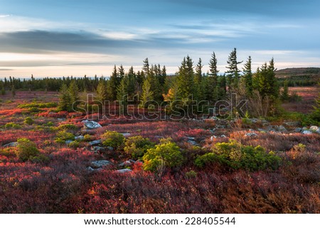 Dolly Sods Wilderness Area West Virginia Autumn Scenic