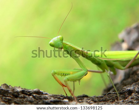 Praying Mantis - Mantis religiosa