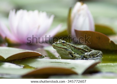 European frog pond