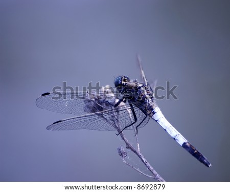 cute dragonfly clipart. dragonfly clipart free
