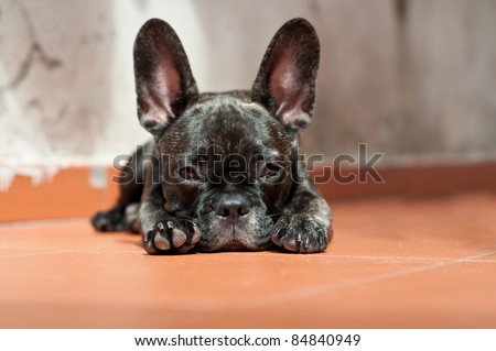 French Bulldog puppy lying on the ground that looks