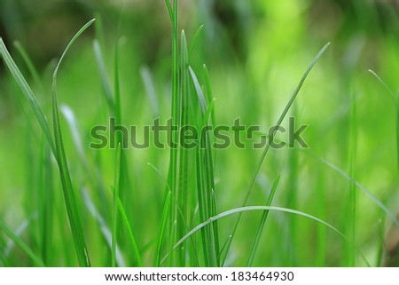 Summer picture of green saturate grass texture