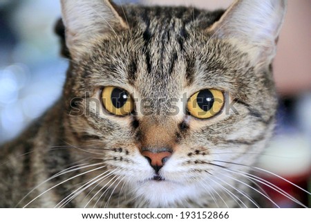 Image of cat\'s portrait with yellow eyes