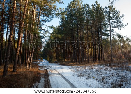 Sunset in a winter forest and road