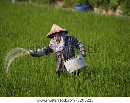 Farmer to apply fertilizer onto the rice field.