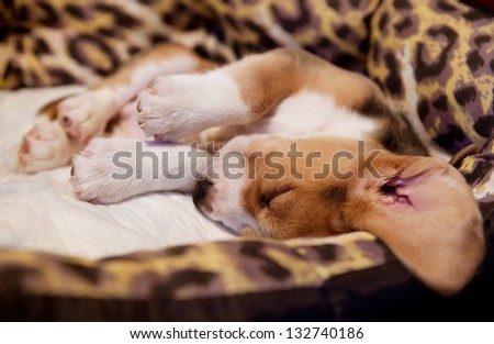Beagle puppy sleeping in funny pose