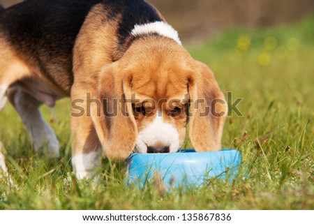 Beagle puppy drinks the water on the outdoor walk