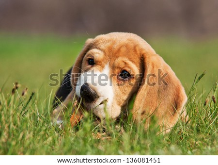 Cute Beagle puppy chewing a stick in the grass