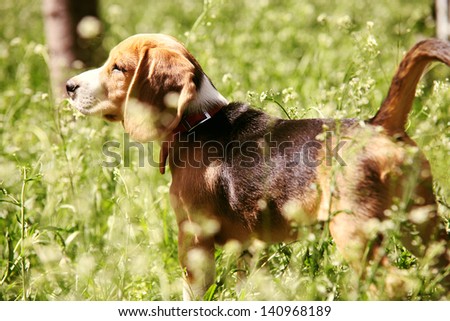 Little beagle puppy First Hunting in the high grass