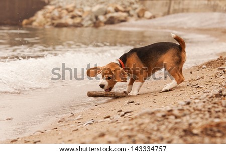 Beagle puppy active playing with stick at the beach