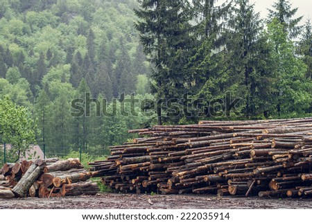 Felled pine logs piled firebreak