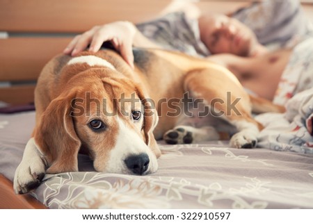 Beagle lying in bed with his sleeping owner