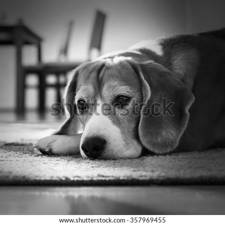 Portrait dog lying on carpet in cozy home