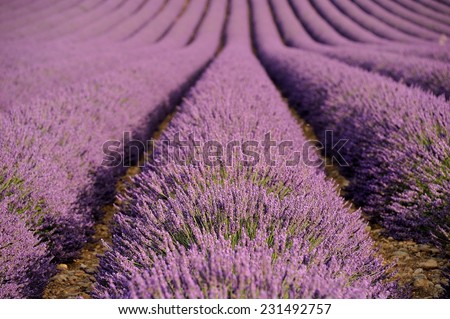 Lavender flower blooming fields. Landscape in Valensole plateau, Provence, France, Europe.