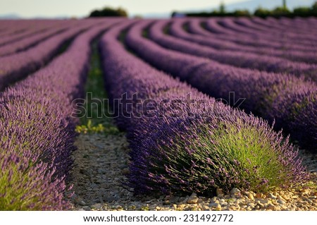 Lavender flower blooming fields. Landscape in Valensole plateau, Provence, France, Europe.