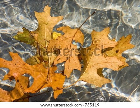 Leaves floating in water in the pool of a fountain in a park.