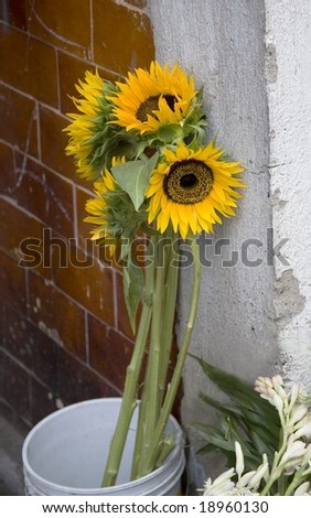 Sunflowers in a bucket.