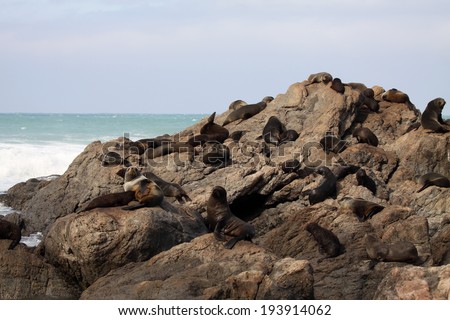 A Southern Fur Seal Rookery in the South Pacific.