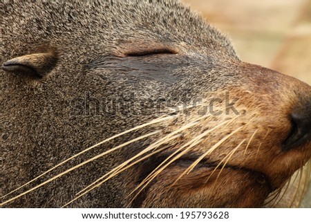 A close portrait of a Southern Fur Seal sleeping in New Zealand.