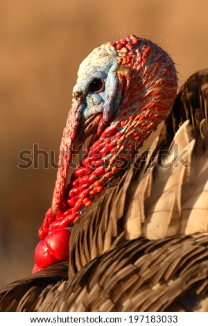 A portrait of a Wild Turkey in breeding plumage in New Mexico.