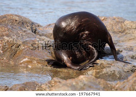A Southern Fur Seal grooming its fur after emerging from the Pacific Ocean.