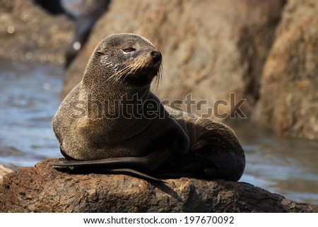 A Southern Fur Seal asleep on a rock with a view of the Pacific Ocean.