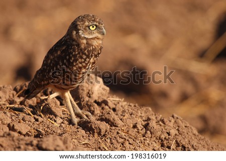 A Burrowing Owl pausing outside of its den near the Salton Sea in southern California.
